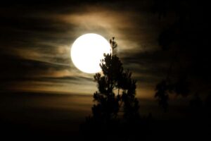 Photographed the moon behind the tree