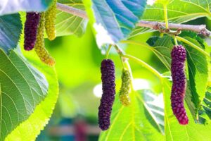 Photographed this Mulberry Tree fill with Mulberries