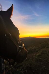 Photographed this horse in Newbury Park Trails