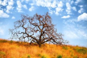 Photographed this Oak tree in Thousand Oaks