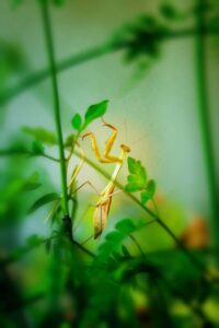 Photographed this Praying Mantis in a green plant