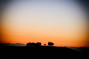 Photographed the sunset view of these trees on a hill in Thousand Oaks